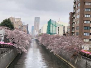目黒川桜